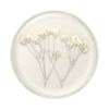 PopSockets Pressed Flower Baby's Breath -PopSockets Soldes Pressed Flower Babys20Breath 01 Top
