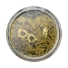 PopSockets Harry Potter — The Boy Who Lived Tidepool -PopSockets Soldes Tidepool The Boy Who Lived 01 Top View